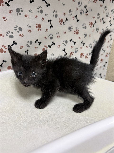 NANO - Domestic Short Hair available for adoption