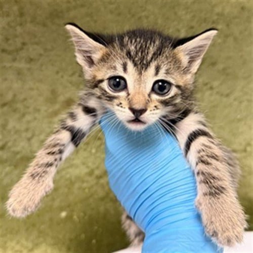 KIA - Domestic Short Hair available for adoption