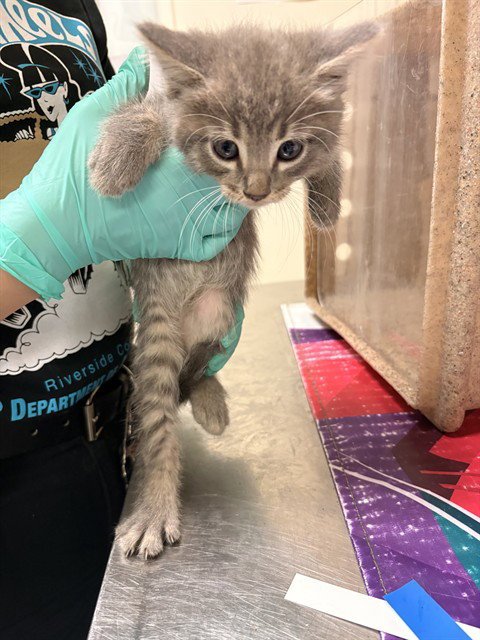 PAULI - Domestic Short Hair available for adoption