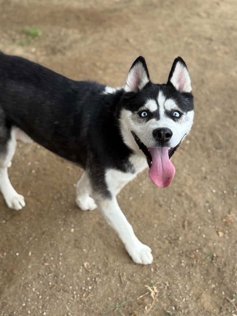 ALASKEY - Siberian Husky available for adoption