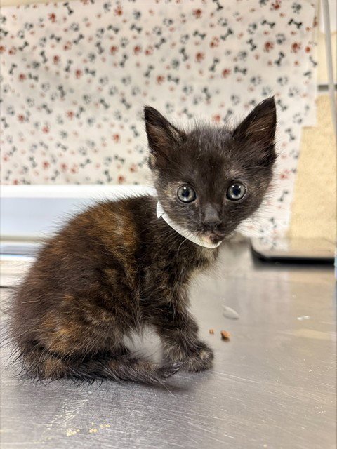 MOONLIGHT - Domestic Short Hair available for adoption