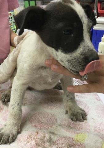 MOCHI - Australian Cattle Dog/Blue Heeler available for adoption