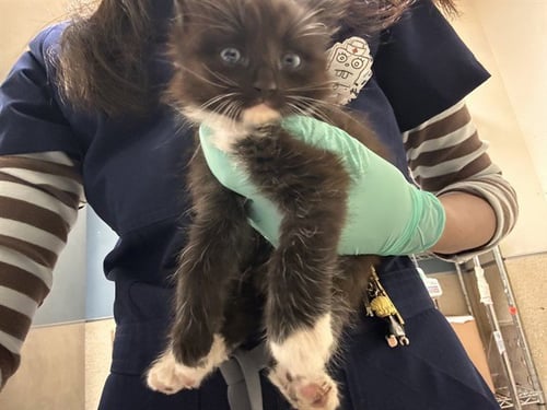 ASTRID - Domestic Medium Hair available for adoption