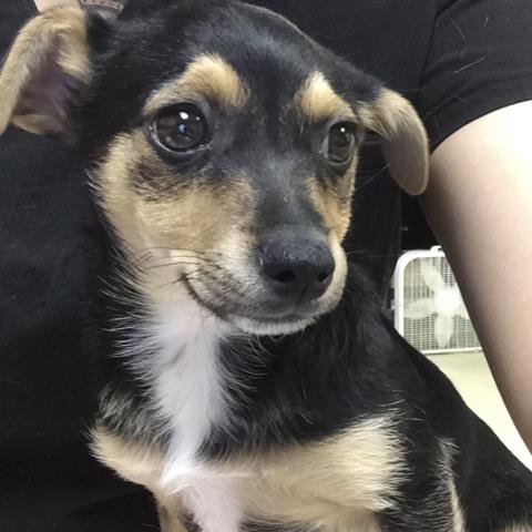 COOKIE - Chihuahua available for adoption