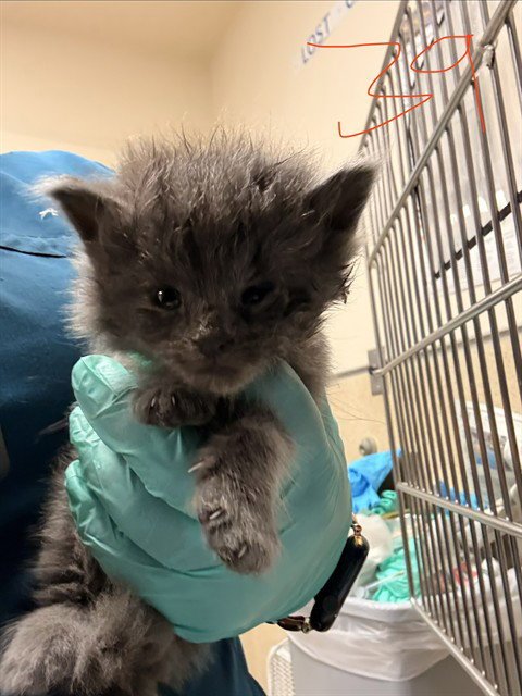 A1913941 - Domestic Short Hair available for adoption