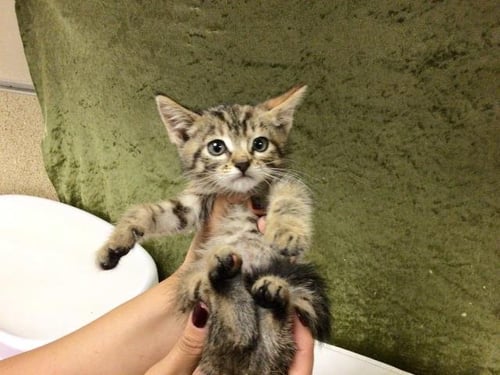 KIYOMI - Domestic Short Hair available for adoption