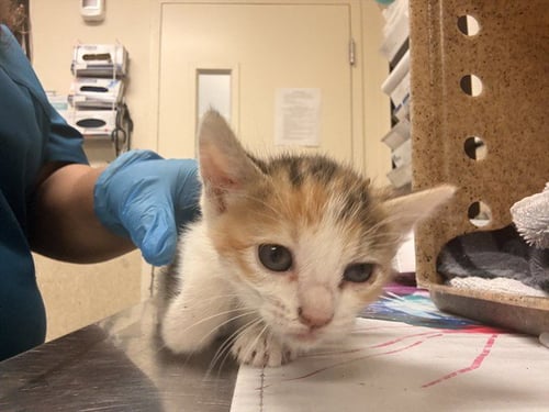 BENTINA - Domestic Short Hair available for adoption