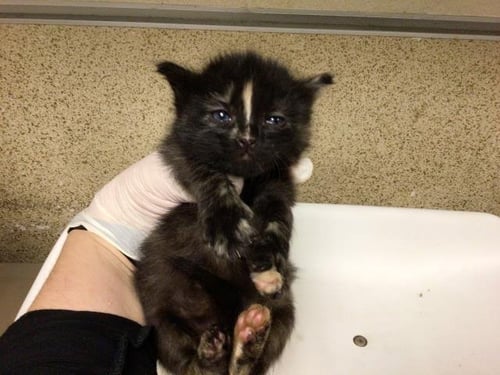 A1857538 - Domestic Short Hair for adoption in Fontana