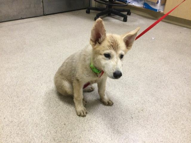 CREAM CHEESE - Siberian Husky available for adoption