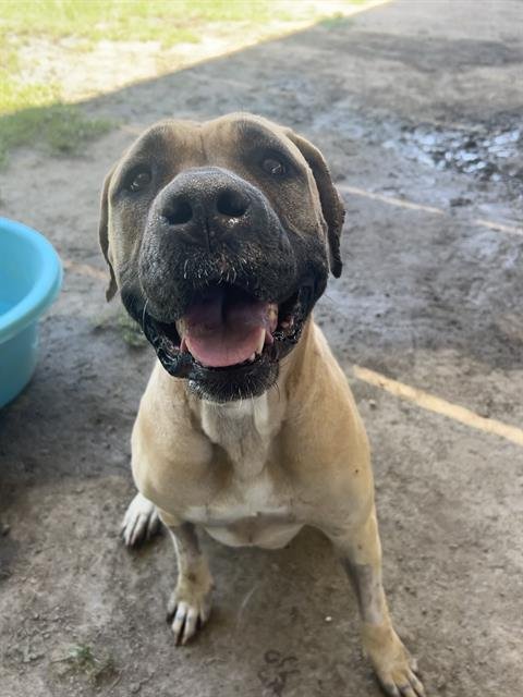 CAREBEAR - Mastiff available for adoption