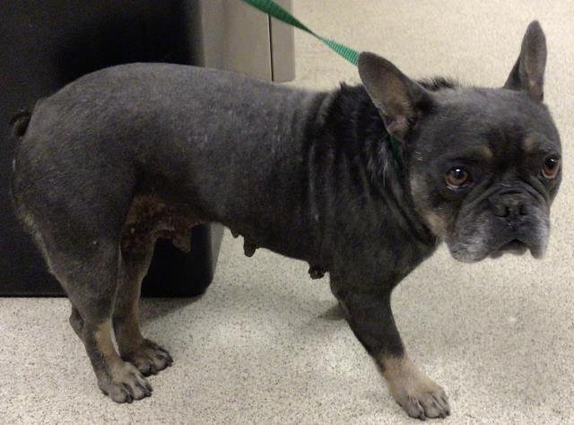 FRENCH ROLL - French Bulldog available for adoption