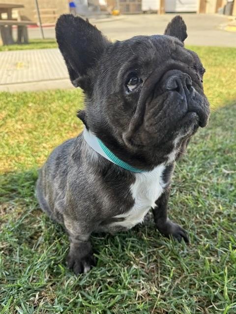 LEMON - French Bulldog available for adoption