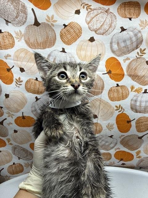 SADIE - Domestic Short Hair available for adoption