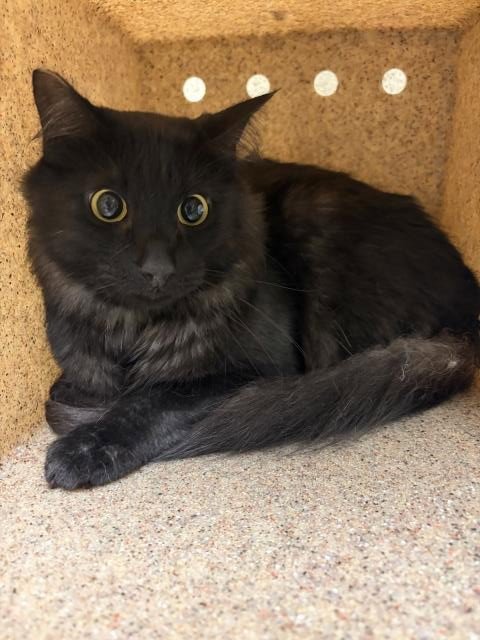 REMMY - Domestic Short Hair available for adoption