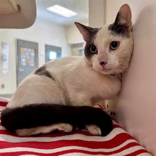 RABBIT - Domestic Short Hair available for adoption