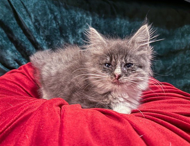 TRIBBLE Image