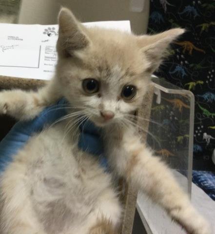 WANDA - Domestic Short Hair available for adoption