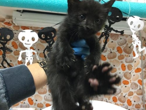 MIDNIGHT - Domestic Short Hair available for adoption