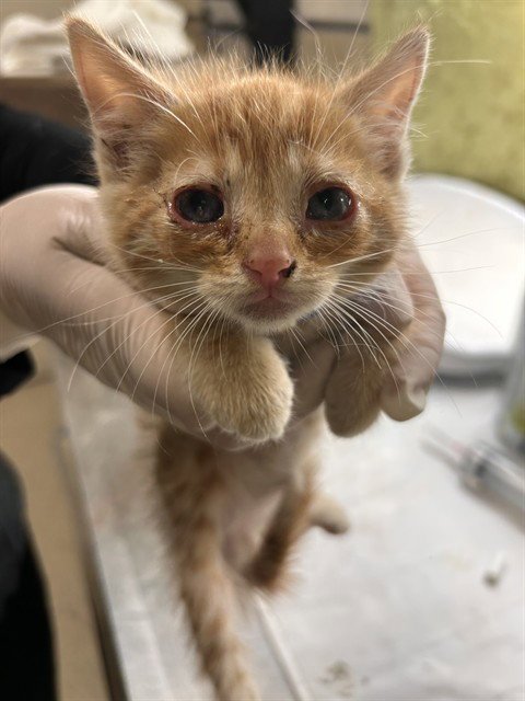 CANELO - Domestic Short Hair available for adoption
