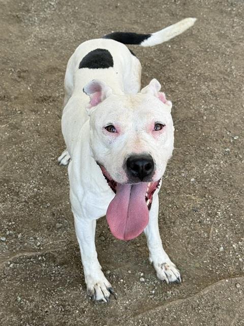 BAILEY - Pit Bull Terrier available for adoption