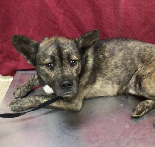 ROME - Pit Bull Terrier available for adoption