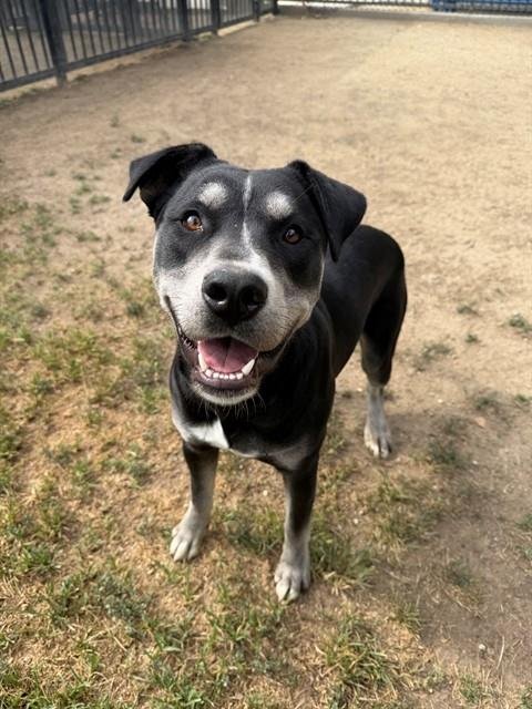 SOCKS - Pit Bull Terrier / Labrador Retriever available for adoption