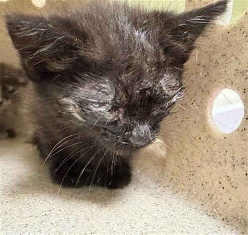 ECHO LOCATION - Domestic Short Hair available for adoption