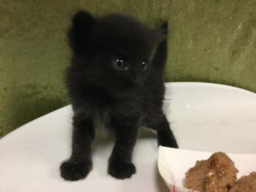 GIORGIO ARMANI - Domestic Short Hair available for adoption