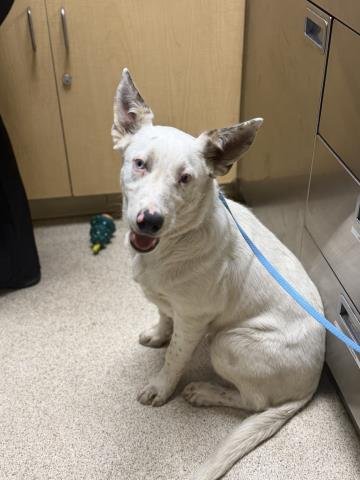 OLAF - Australian Cattle Dog/Blue Heeler available for adoption