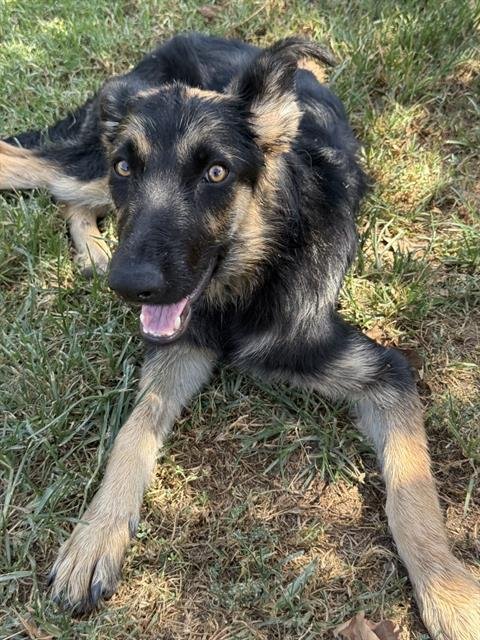 TINA Image