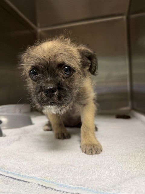 PIGLET - Brussels Griffon / Terrier available for adoption
