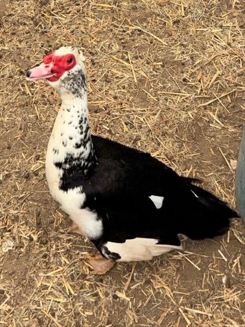 FLIPPERS - Duck / Muscovy available for adoption