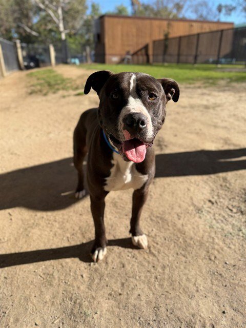 TANK DUP - Pit Bull Terrier available for adoption