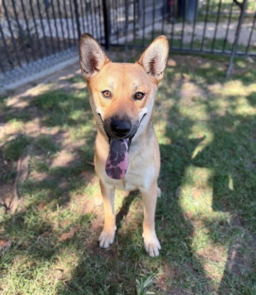 SHORTCAKE - Shiba Inu available for adoption