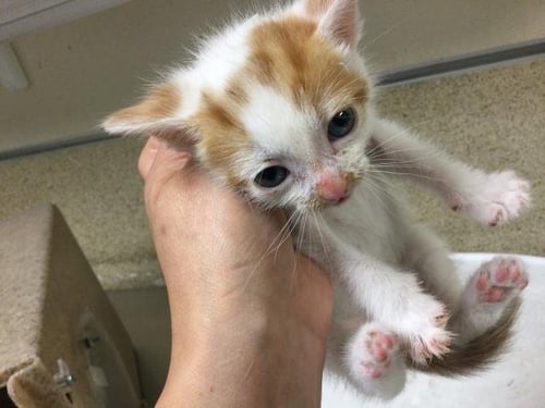 A1797532 - Domestic Short Hair available for adoption