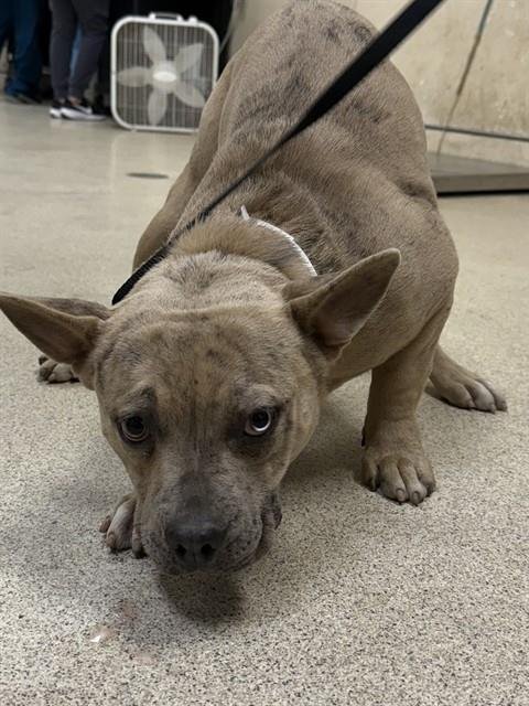 SNOOKS - Bulldog available for adoption