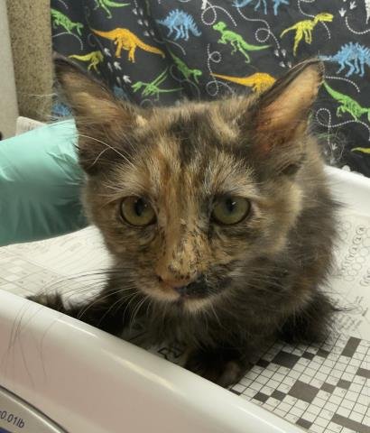 LOLA - Domestic Short Hair available for adoption