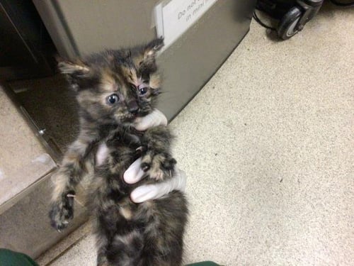 BUTTERCUP - Domestic Short Hair available for adoption