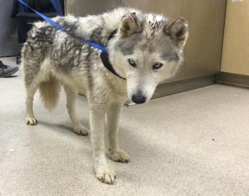 FROZEN - Siberian Husky available for adoption