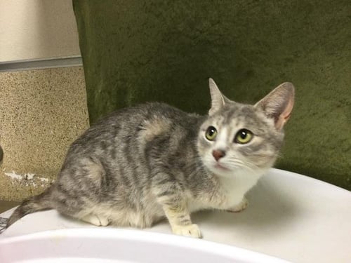 MAMMAS - Domestic Short Hair available for adoption