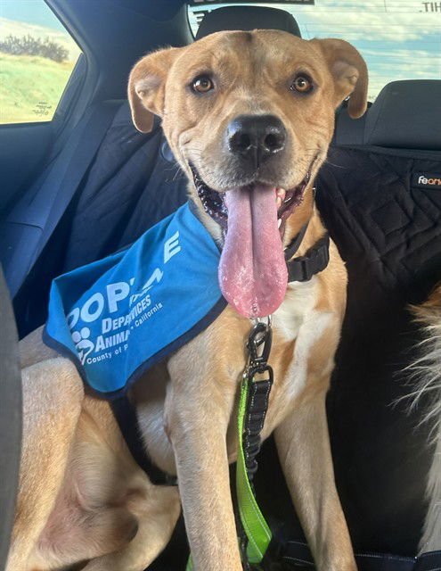 PUPPERONI - Pit Bull Terrier / Labrador Retriever available for adoption