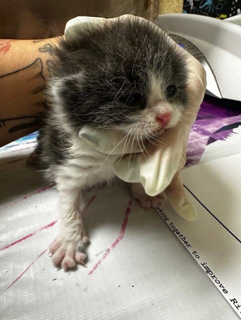 TEACUP - Domestic Short Hair available for adoption