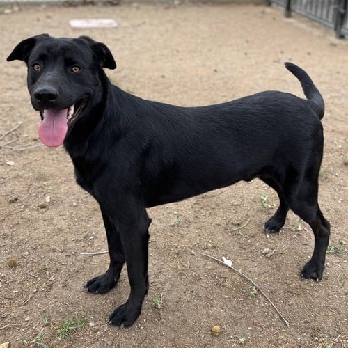 PACO - Labrador Retriever available for adoption
