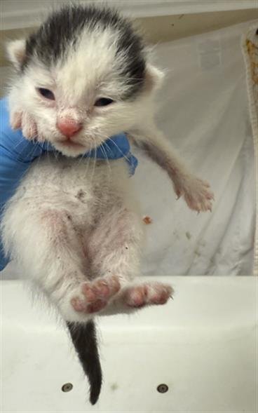 FRANKIE - Domestic Short Hair available for adoption