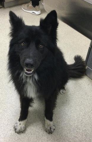 NIKE - German Shepherd Dog available for adoption