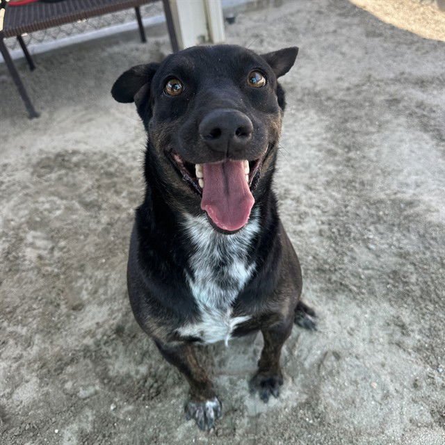 LINGUINE - Australian Cattle Dog/Blue Heeler available for adoption