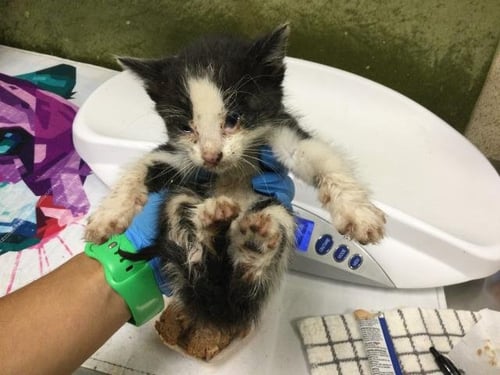 A1917620 - Domestic Short Hair available for adoption