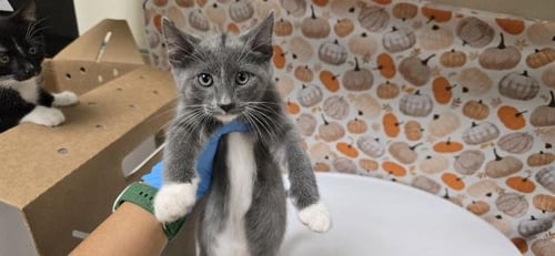 DONATELLO - Domestic Short Hair available for adoption