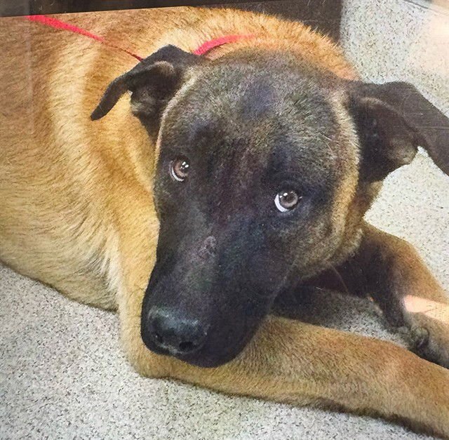 FUDGE - Belgian Shepherd Malinois available for adoption