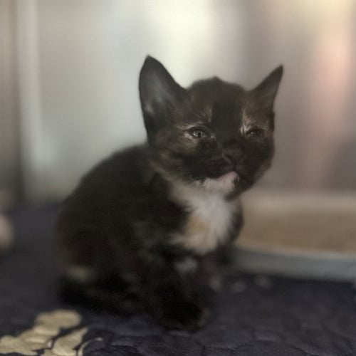 TOODLES - Domestic Short Hair available for adoption